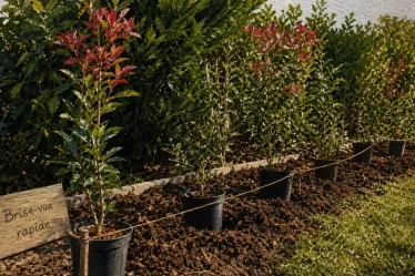 Arbuste pour haie croissance rapide : jeunes plants pour brise-vue persistante
