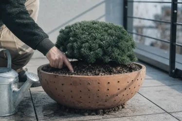 Conifère nain pour bac compact dans un bac avec drainage et terre humide.