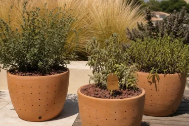 Plantes pour terrasse ensoleillée : romarin et stipa sur terrasse plein sud, bacs terre cuite.