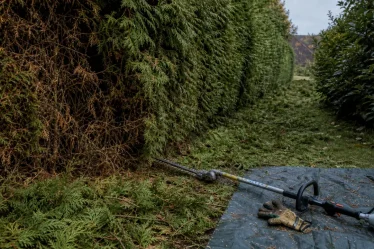 Thuya taille sévère : vieux bois brun non reverdi, rameaux coupés et zone verte