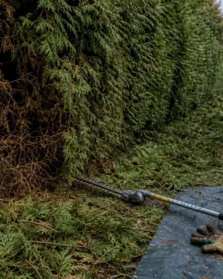 Thuya taille sévère : vieux bois brun non reverdi, rameaux coupés et zone verte