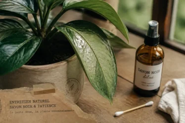 Puceron dans la maison : savon noir sur plante d’intérieur infestée de pucerons