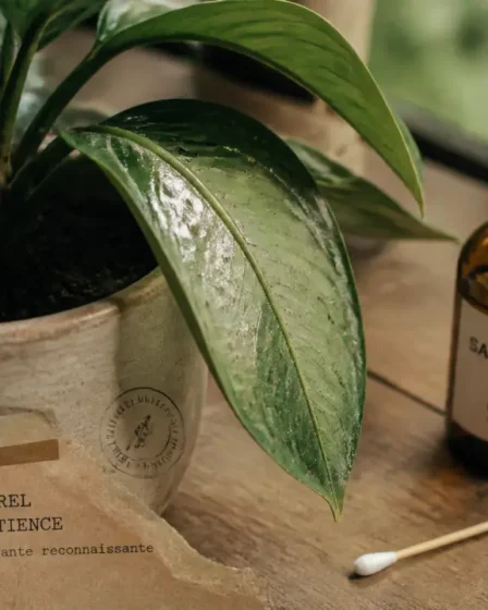Puceron dans la maison : savon noir sur plante d’intérieur infestée de pucerons
