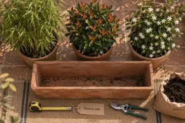 Plantes brise vue : hauteur utile, densité et espacement, bambou et photinia